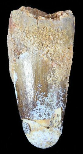 Cretaceous Fossil Crocodile (Elosuchus) Tooth - Morocco #48998